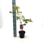 ACERACOC2_882339