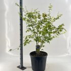 ACERAOYC25L_991333