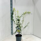 ACERAOYC3_991333