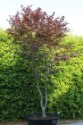 ACERBLOC250130_880500