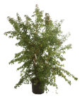 ACERBUEC20020_887056