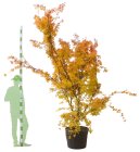 ACERCORC25090_H