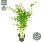 ACERGGRC40_991301