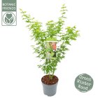 ACERGGRC6_991301