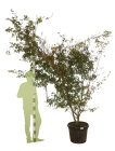 ACERONIC20070_H