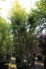 ACERPALC20090_880500
