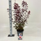 ACERPATC5_991333