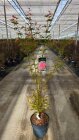 ACERPCHC12_8819865