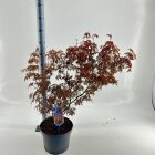 ACERRGAC10L_991333