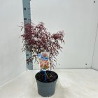 ACERRGAC3_991333