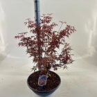 ACERRGAS40_991333