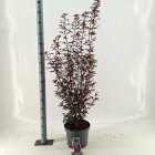 ACERSBRC10L_991333