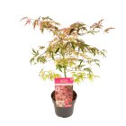ACERSHIRC40_991301