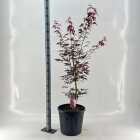ACERSNAC25L_991333