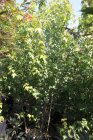 ACERSVACPC25090_880500