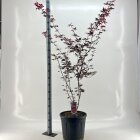 ACERTROC25L_991333