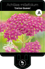 ACHICQUP9F_H