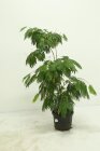 ALBIJOM3TC50_887056