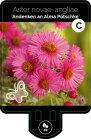 ASTEAAPP9F_H