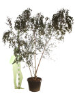 BETURFRCPC250110_H