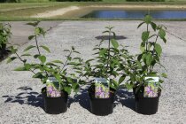 CALIPROC3_880500