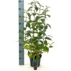 CALIPROC3_882339