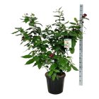 CALYAPHC10030_8817048