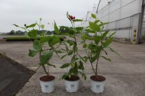CALYAPHC4_880500