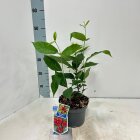 CALYFLOC2_991333