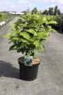 CALYFLOC60_880500