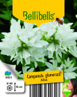 CAMPALBP10.5_H
