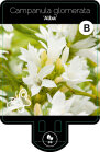 CAMPALBP9F_H