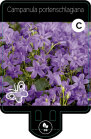 CAMPPORP9F_H