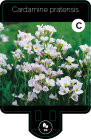 CARDPRAP9F_H