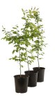 CARPBETC60_H