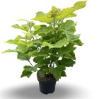CATAAURC12_881373