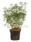CHOIAPEC6012_H