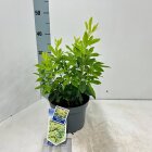 CHOIBRIC3_991333