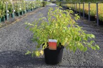 CORNAWOC10_880500