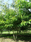 CORNCONCPMG350_H