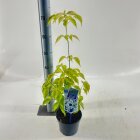 CORNKCHC2_991333