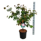 CORNSATC10015_8817048