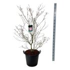 CORNSATC12550_8817048