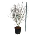 CORNTEUC15055_8817048
