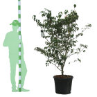 CORNTEUC17555_8817048