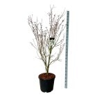 CORNTEUC17555_8817048