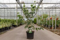 CORNWFOC10012_880500