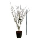 CORNWFOC17555_8817048