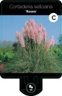 CORTROSP9F_H