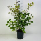 COTICOGC6.5_991314